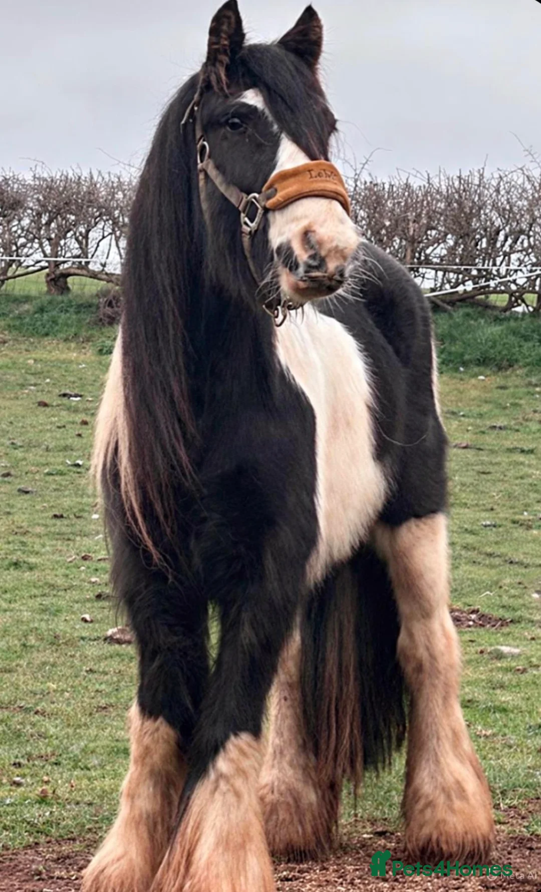 Irish Cob horses for sale: 13.2 piebald cob in Kidderminster - Advert 2