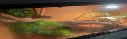 Python Snake reptiles for sale: Ball python and enclosure  in Birmingham - Advert 6