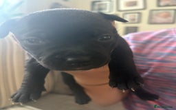 Staffordshire Bull Terrier dogs for sale: 8 Staffordshire Bull Terriers  - Image 10