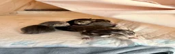 Mixed Breed cats for sale: Lovely Litter Of Mixed Kittens in Hull - Advert 5