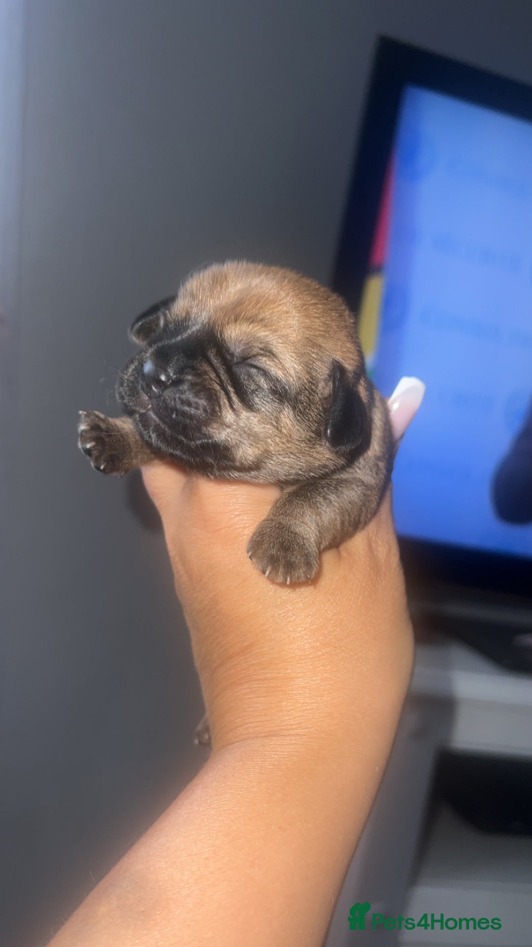 Mixed Breed dogs for sale: Schweenie pups - Image 4