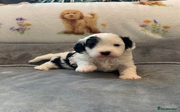 Cavapoo dogs for sale: Stunning, unique Cavapoo pups - Image 7