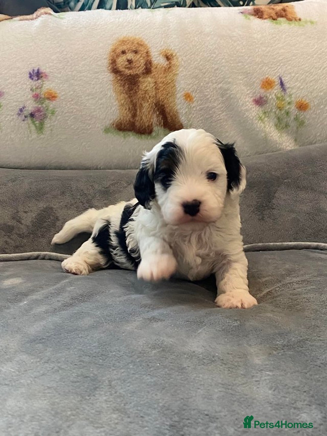 Cavapoo dogs for sale: Stunning, unique Cavapoo pups - Image 7