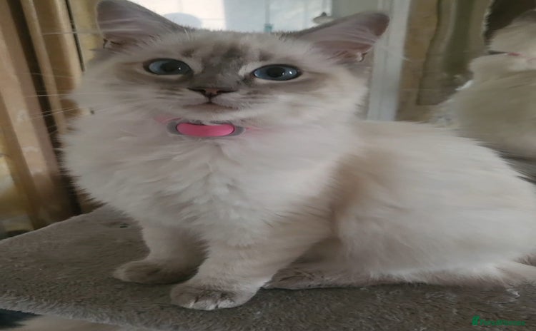 Ragdoll cats - Advert 13