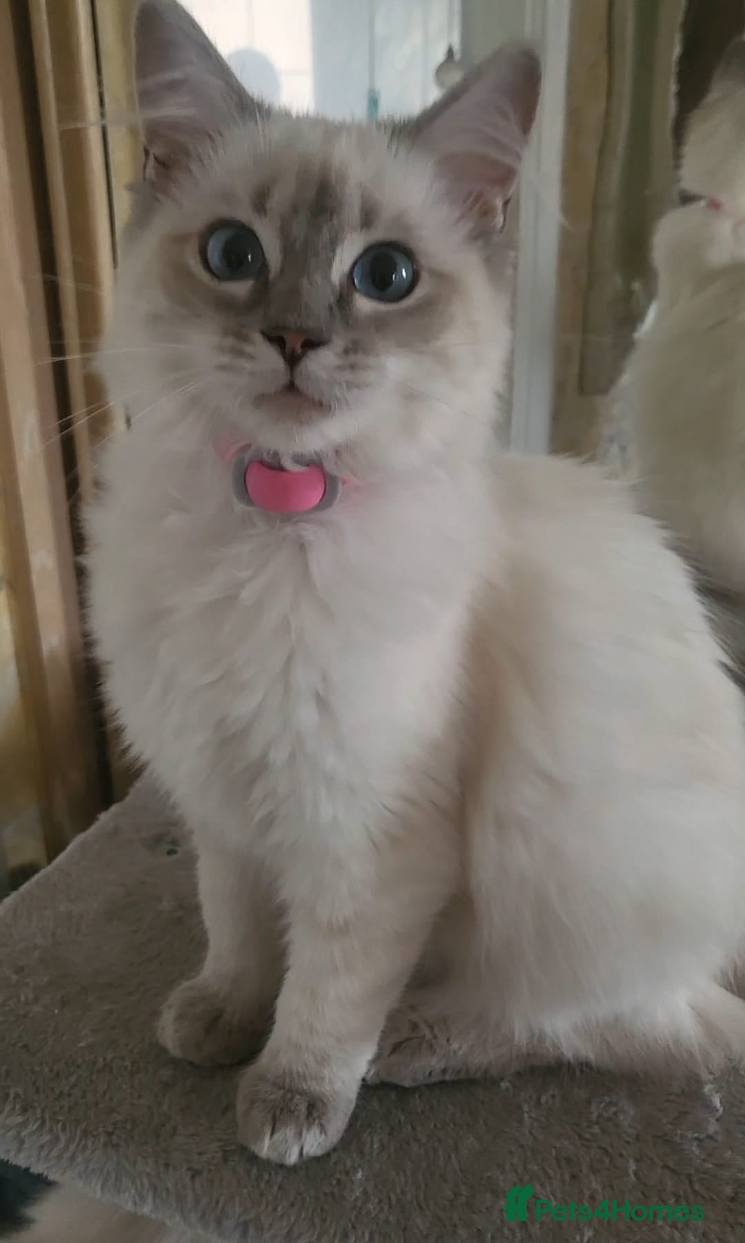 Ragdoll cats for sale: Beautiful blue lynx Ragdoll - Image 1