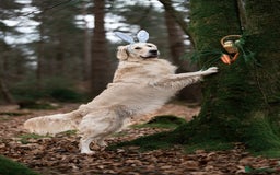 Golden Retriever dogs for stud: Fully health tested therapy dog  - Image 25