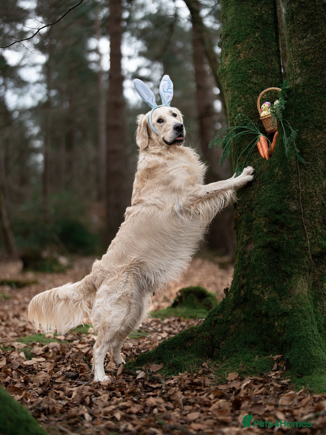 Golden Retriever dogs for stud: Fully health tested therapy dog  - Image 25