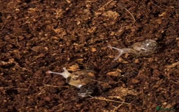 Snails invertebrates for sale: Baby African land snails  in Brigg - Image 1