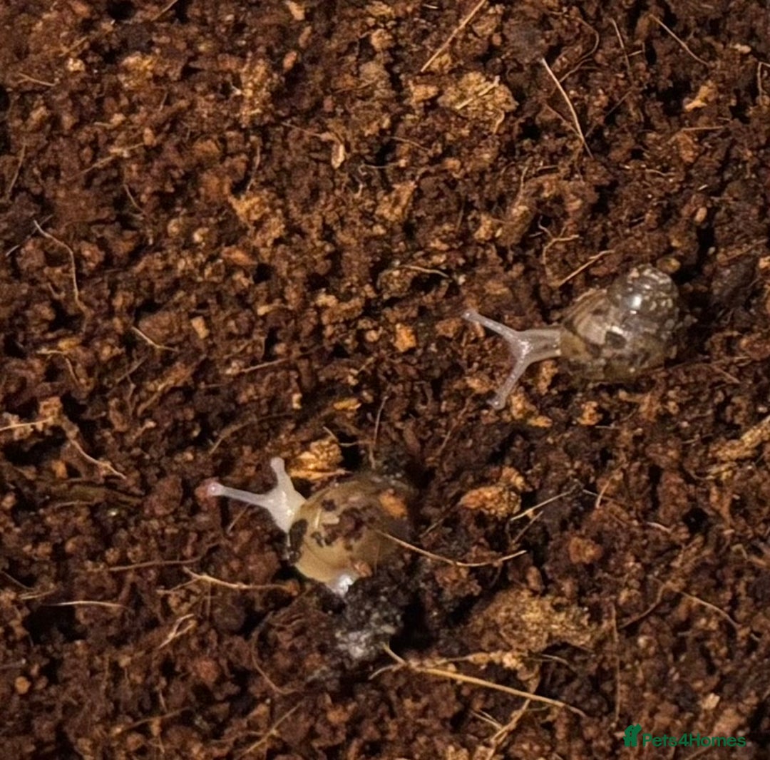 Snails invertebrates for sale: Baby African land snails  in Brigg - Image 1