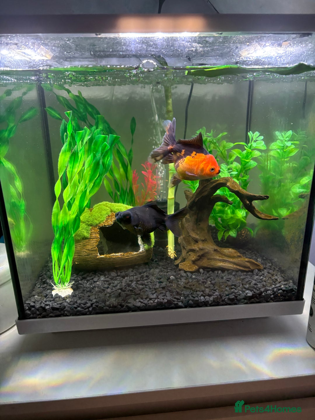 Fancy Goldfish fish for sale: Fish tank - Advert 7