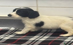 Cocker Spaniel dogs for sale: Adorable Show type cocker spaniel puppy’s  - Image 19