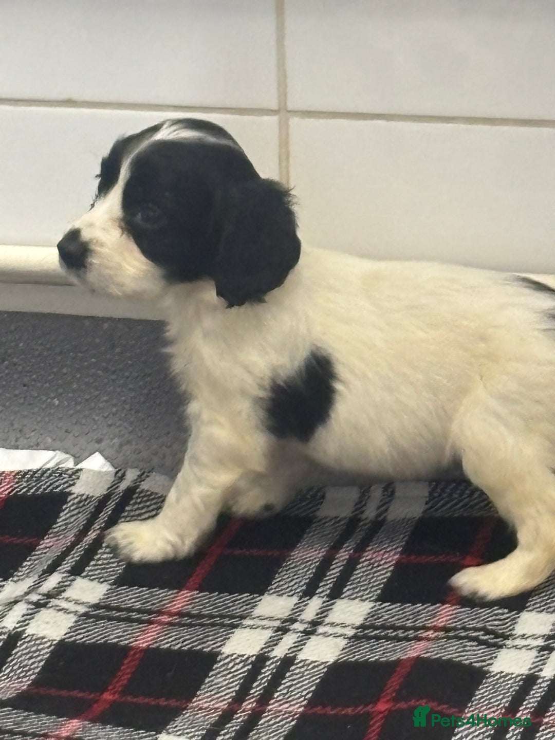 Cocker Spaniel dogs for sale: Adorable Show type cocker spaniel puppy’s  - Image 19
