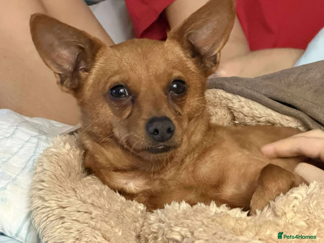 Mixed Breed dogs for adoption: Leo small with big personality  in Rotherham - Advert 1