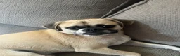 Mixed Breed dogs for sale: Pug cross (pixie,Dusty,Roxie) - Advert 5