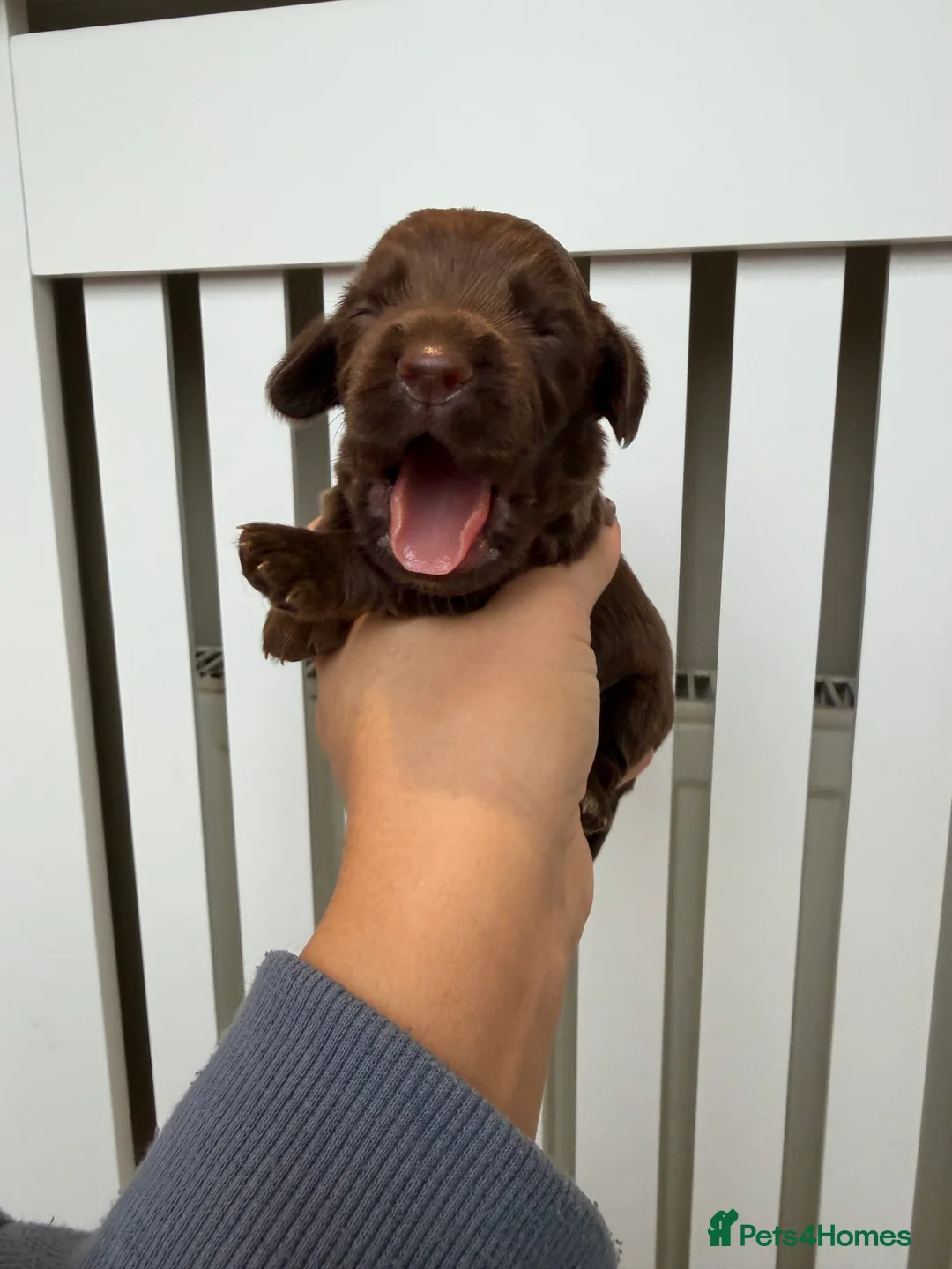 Cocker Spaniel dogs for sale: chocolate working cocker spaniel puppies  - Advert 4