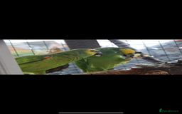 Parrots birds for sale: Two Amazon parrots - Image 6