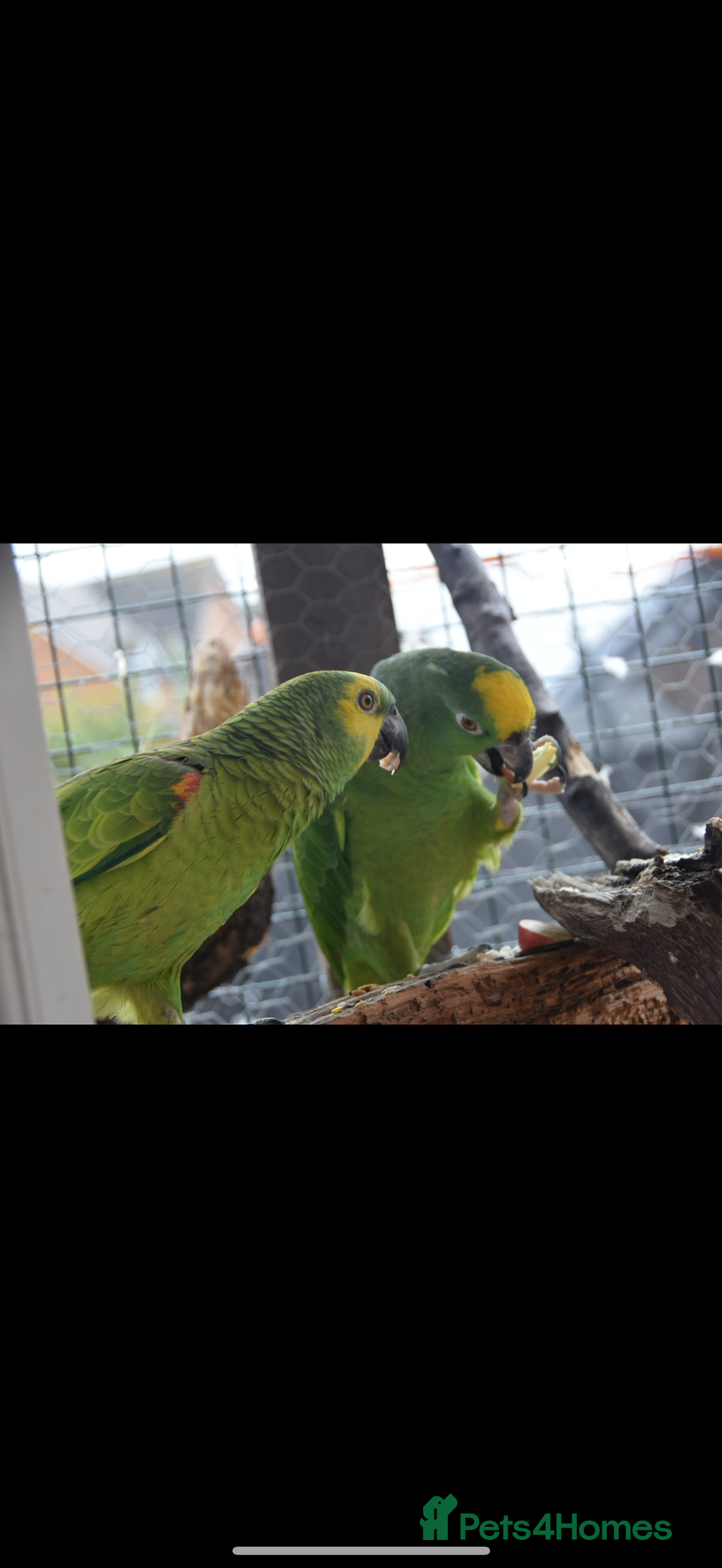 Parrots birds for sale: Two Amazon parrots - Image 6