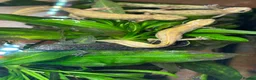 Newt reptiles for sale: Italian Crested Newts  - Advert 4