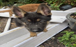 Shepsky dogs for sale: Shepsky - Image 16