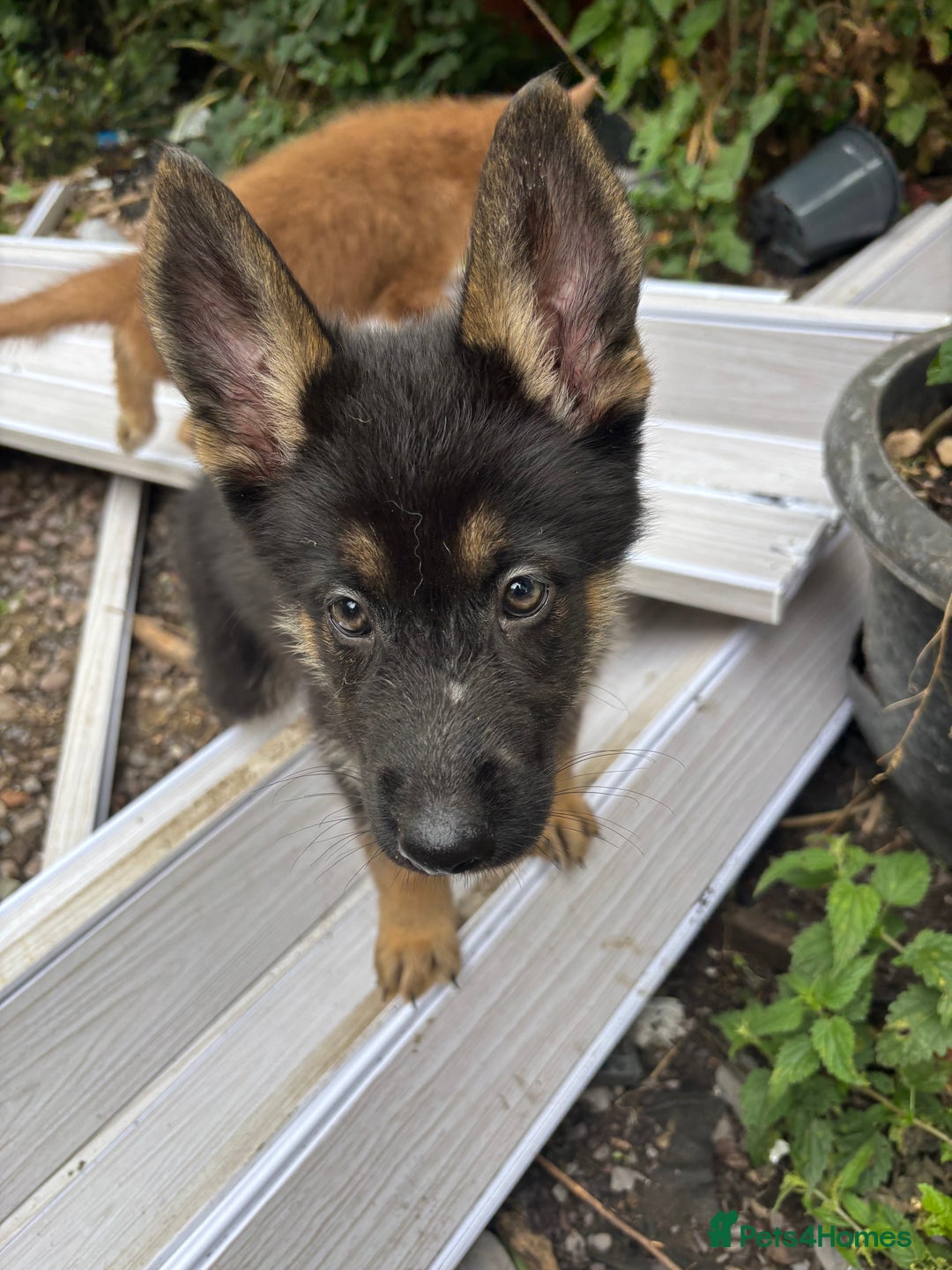 Shepsky dogs for sale: Shepsky - Image 16