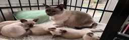 Siamese cats for sale: Siamese kittens  - Advert 1