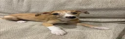Mixed Breed dogs for sale: Whippet x lurcher pups - Advert 7