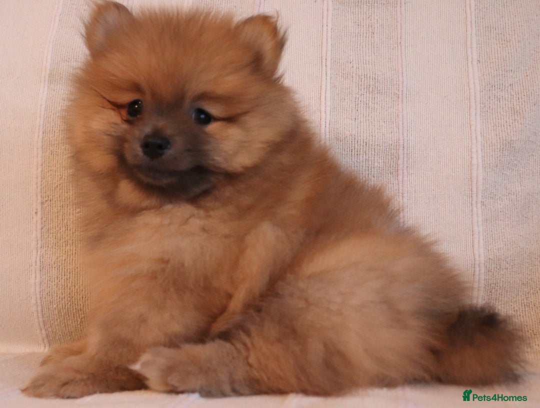 Pomeranian dogs for sale: Purebred Pomeranian Pups Raised with Love in LDN - Image 21