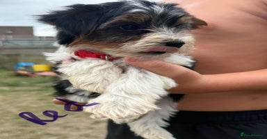 Biewer Terrier dogs - Advert 8