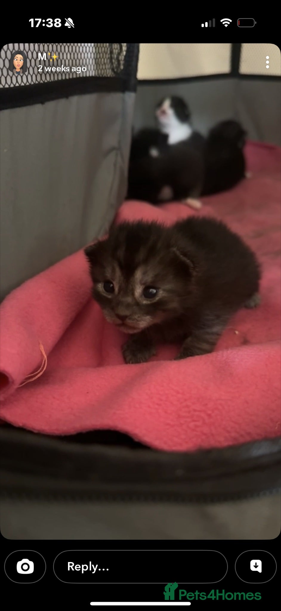 Mixed Breed cats Mixed breed kitten  - Advert 6