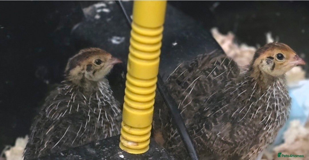 Quail poultry for sale: Quails for sale (courtnix) - Advert 3