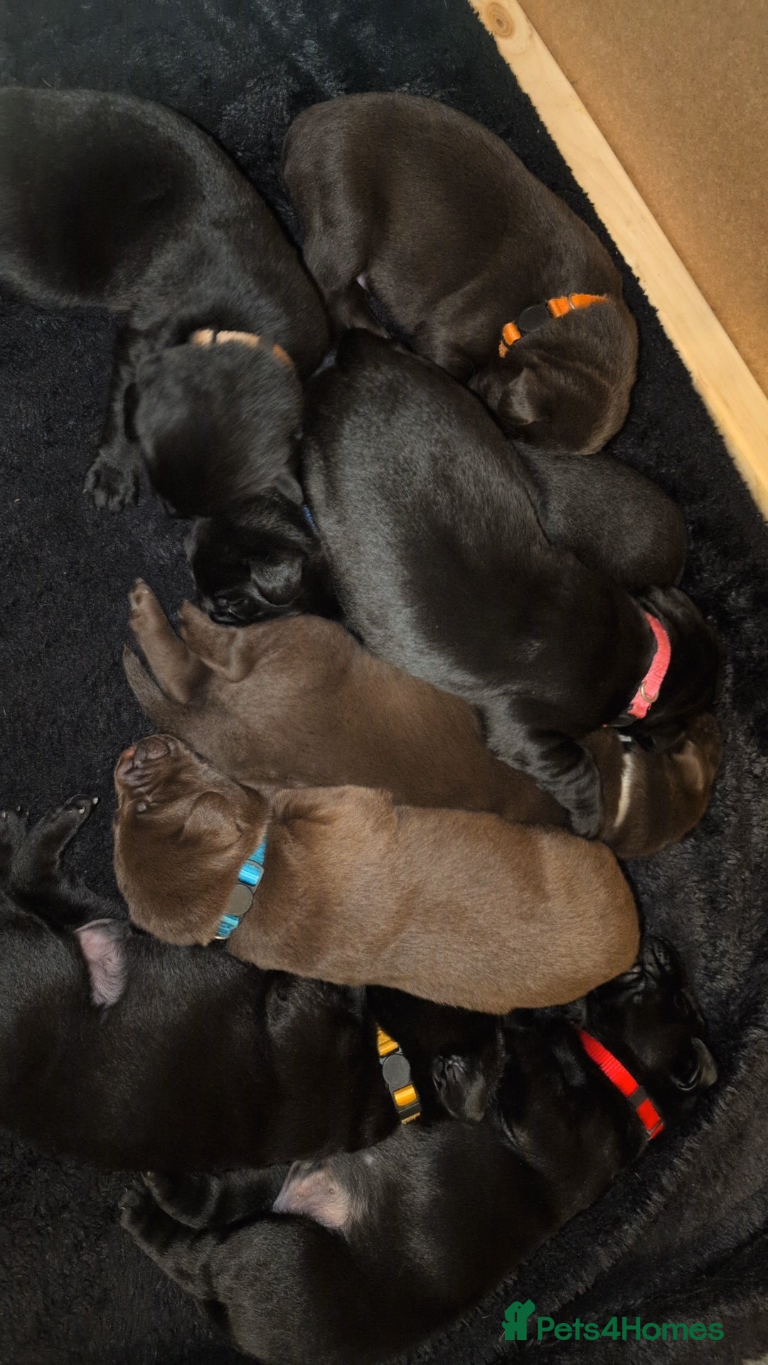 Labrador Retriever dogs for sale: Labrador puppies  - Advert 2