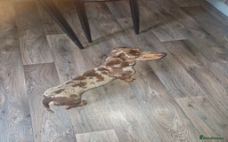 Miniature Dachshund dogs for sale: Miniature dachshund  - Image 4