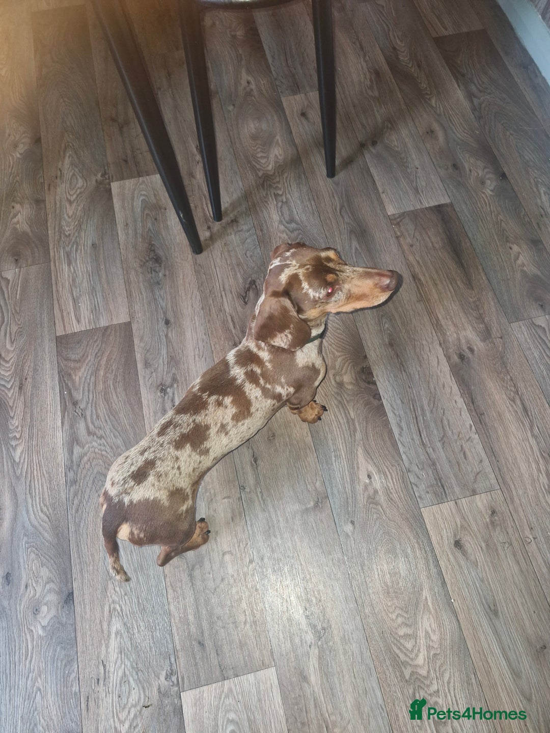 Miniature Dachshund dogs for sale: Miniature dachshund  - Image 4