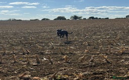 Lurcher dogs for sale: Lurcher pup - Image 6