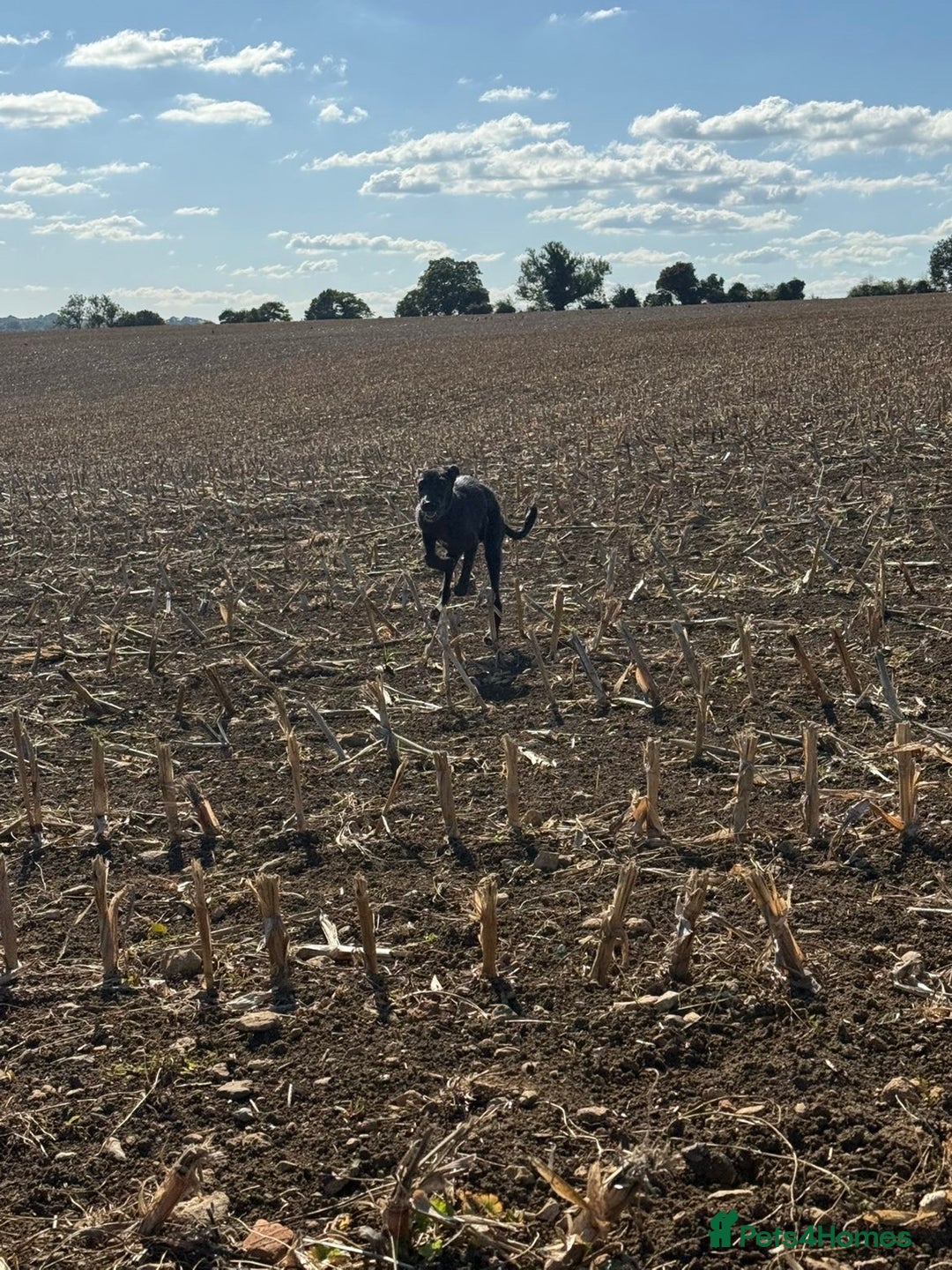 Lurcher dogs for sale: Lurcher pup - Image 6
