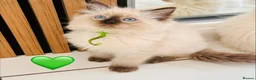 Ragdoll cats for sale: 🩷💕💝Stunning GCCF Registered Ragdoll Kittens😻😻 - Advert 18
