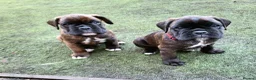 Boxer dogs for sale: Bobtail/tailed Boxer puppy - Advert 12