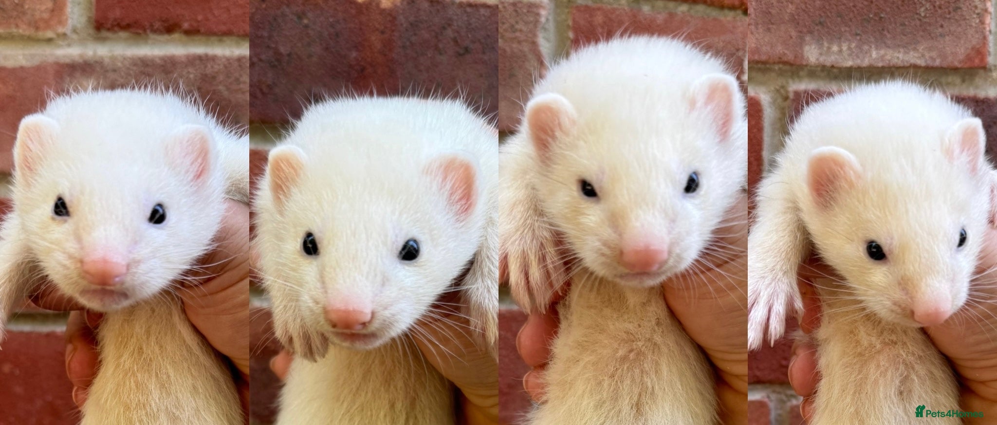 Ferret rodents Hob Ferret Kits  - Advert 1