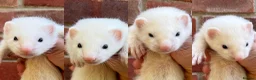 Ferret rodents for sale: Hob Ferret Kits  - Advert 1