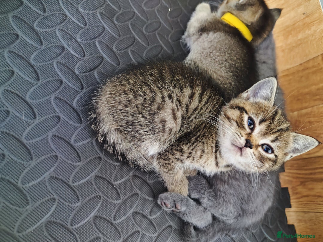 British Shorthair cats for sale: British Shorthair Kittens Full Pedigree Parents  - Advert 20