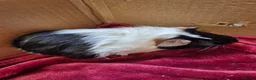 Guinea Pig rodents for sale: Pair of Baby Male Guinea Pigs For Sale  - Advert 7