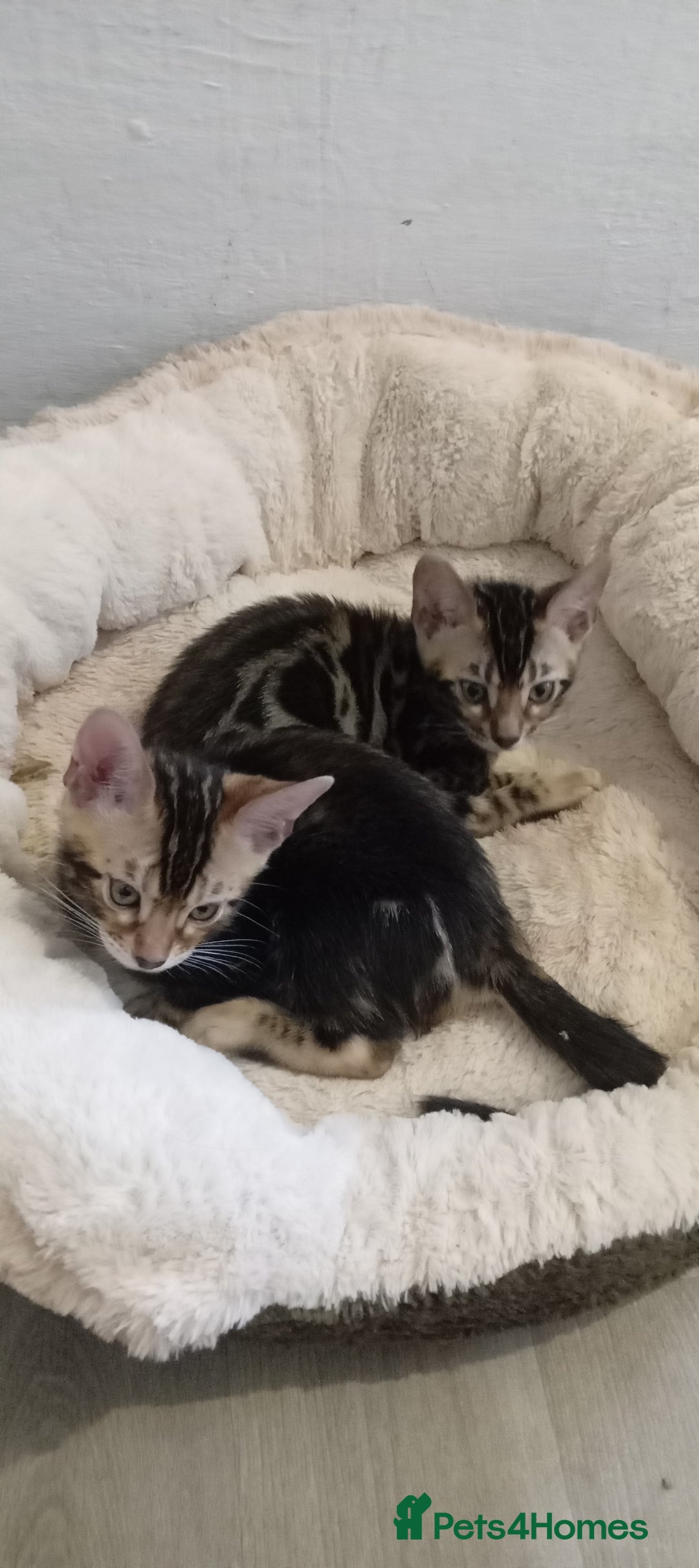 Bengal cats for sale: Pedigree Bengal Kittens - Image 18