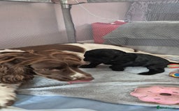 Sprocker dogs for sale: Sprocker spaniel puppies ready now - Image 8