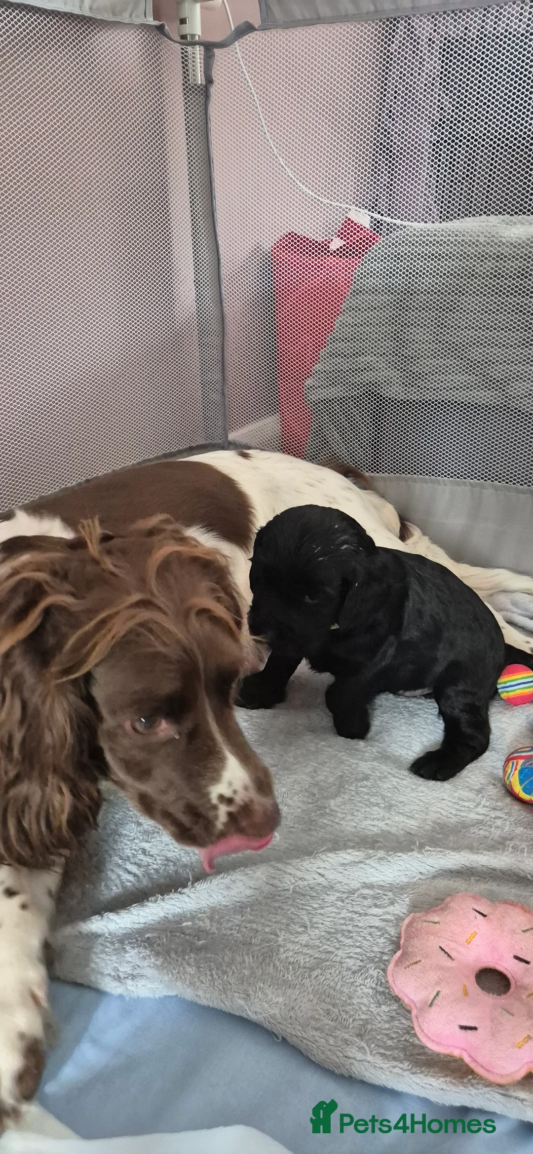 Sprocker dogs for sale: REDCUED Sprocker spaniel puppies ready now - Advert 8