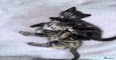 Bengal cats - Advert 4