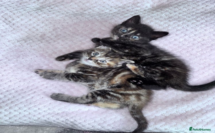 Bengal cats - Advert 1