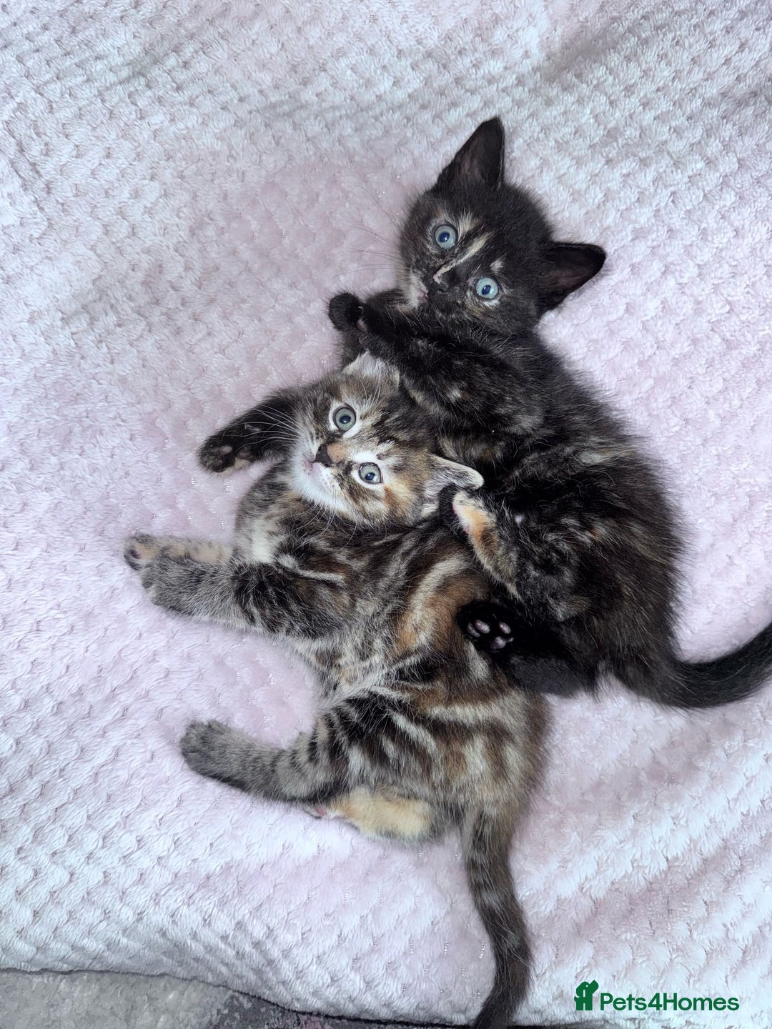 Bengal cats for sale: Stunning bengal X kittens - Image 2
