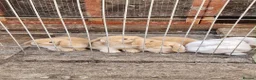 Mini Lop rabbits for sale: Mini lop babies  - Advert 1