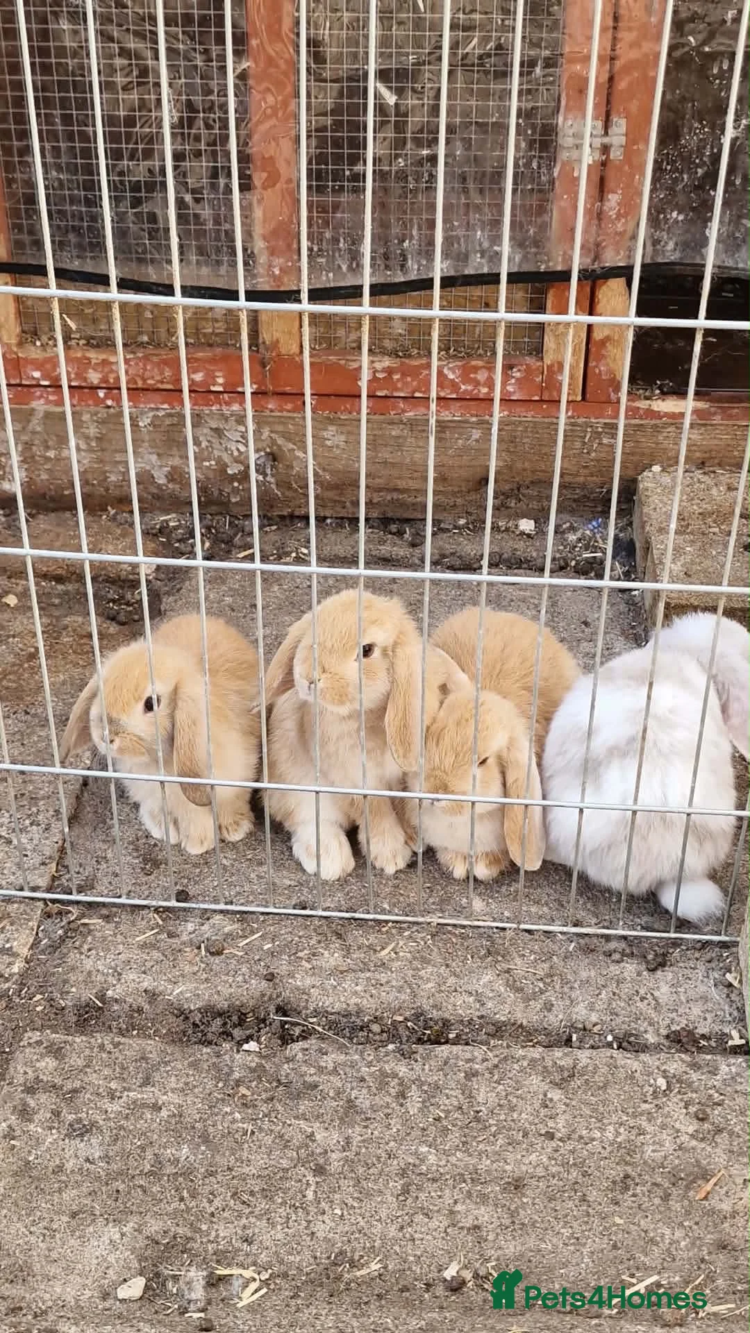 Mini Lop rabbits for sale: Mini lop babies  - Advert 1
