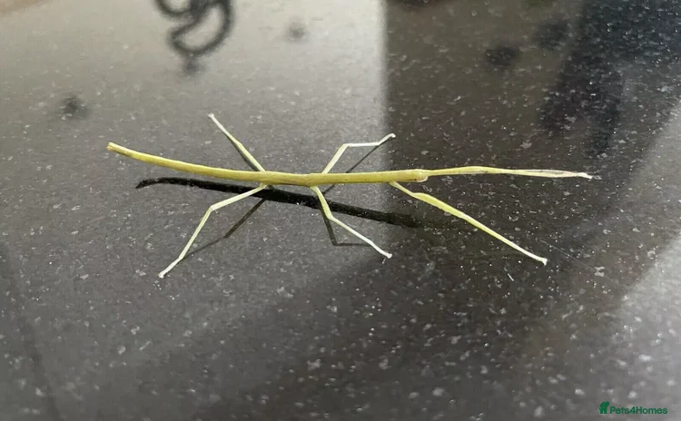 Stick Insects invertebrates - Advert 16